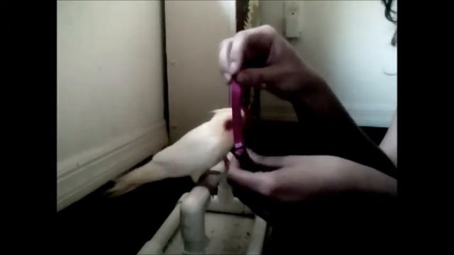 Harness Training - Under One Wing - No Force! смотреть онлайн