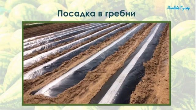 Секреты выращивания арбузов в Сибири. От семечки до заготовок. Хранение до Нового года. Гусар Любов смотреть онлайн