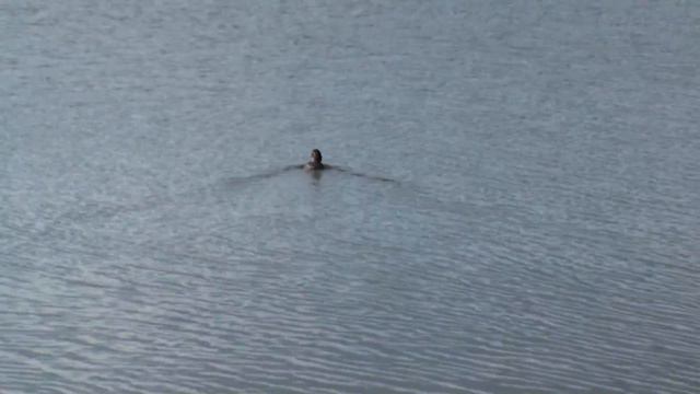 Глазами охотника ))) Дикие и домашние утки ! Кухнешты МОЛДОВА - едем на ПРУТ смотреть онлайн