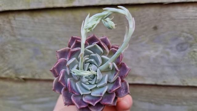 Echeveria Han A-reum смотреть онлайн