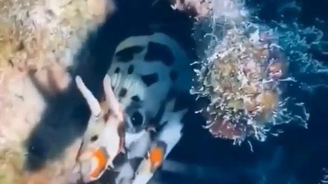 Мурена Дракон смотреть онлайн