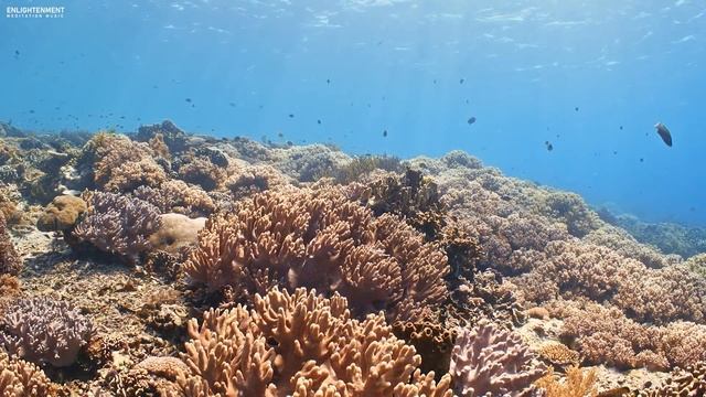 12 Hours Of Stunning Aquarium Relax Music, Beautiful Aquarium Coral Reef Fish, Relaxing Ocean Fish