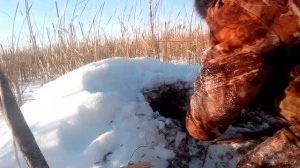 один день капканного промысла, проверяю капканы и ловушки..