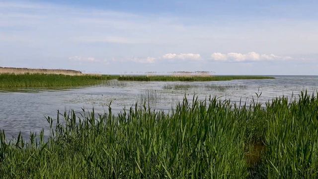 Лягушачий хор на заливе. Куршская коса, июнь 2022 смотреть онлайн