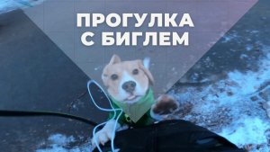 ПРОГУЛКА С БИГЛЕМ|ВСТРЕЧА С ПОДПИСЧИЦЕЙ|БИГЛЬ ЗАМЁРЗ.