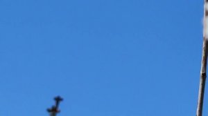 Опыляем черешню 26 марта