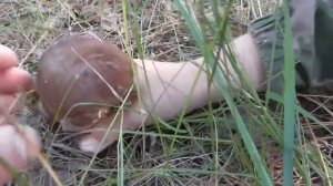 ВЫ ВЕРИТЕ В ЛЕСНЫХ ДУХОВ_ А ОНИ СУЩЕСТВУЮТ! Разбор кряхтящего гриба И ПОХОД ПО ГРИБЫ!.mp4