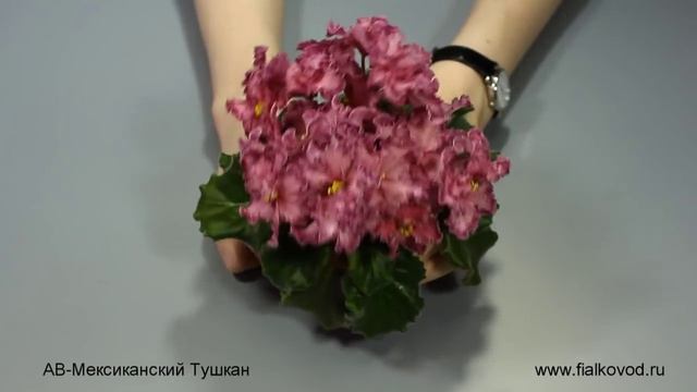 АВ-Мексиканский Тушкан смотреть онлайн