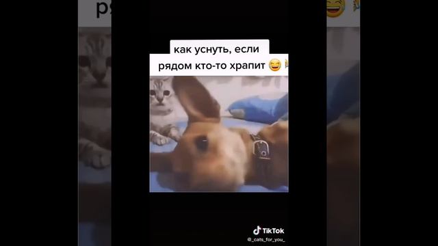 Приколы с котами! Новинка! 2022! Лютые и смешные моменты с животными! смотреть онлайн