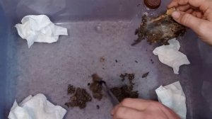 Old World rehouse. Phormingochilus arboricola