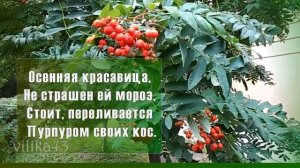 Моя рябина красная Осенняя красота природы Полезные свойства рябины