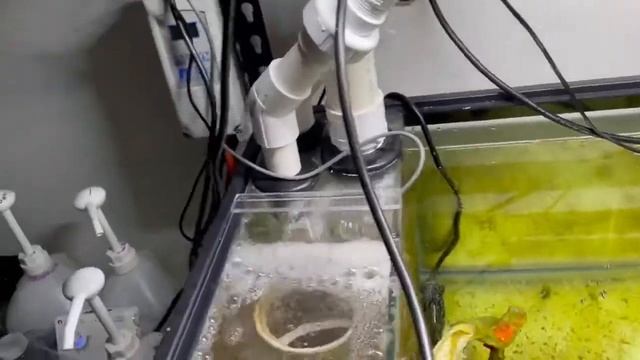 Reef Octopus Regal 250 EXT 10" Recirculating Protein Skimmer plumbing update смотреть онлайн