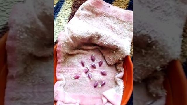 "Генезис" семена подсолнечника. смотреть онлайн