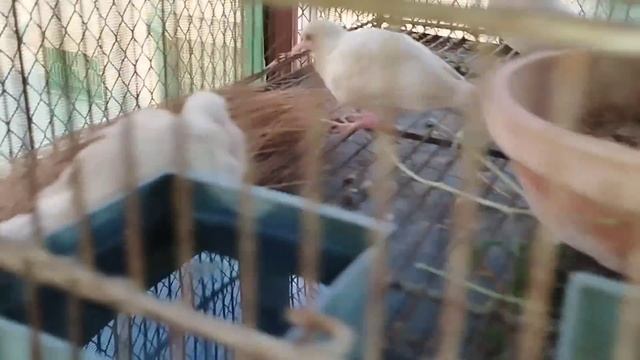 Zebra Dove Red Pied Blue Pied Fawn Java Ka Behtreen Setup Pathe Mil Jayenge Jayenge in Urdu смотреть онлайн