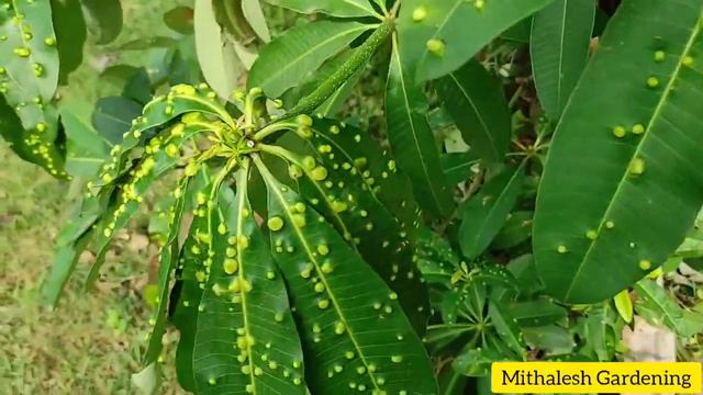Alstonia scholaris, blackboard tree#devil's tree #alstoniatree#blackbord#saptaparnitree#deviltree смотреть онлайн