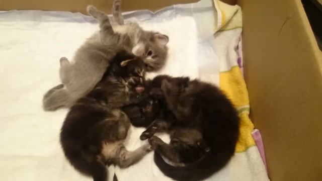 Котята мейн-кун открыли глаза смотреть онлайн