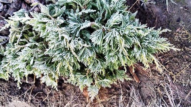 Хвойные новинки/ ель в подарок/ посадка хвойных/ обзор сада смотреть онлайн