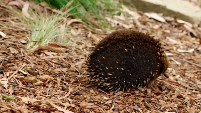 What In The World Is An Echidna? | Survival Of The Weirdest | Love Nature