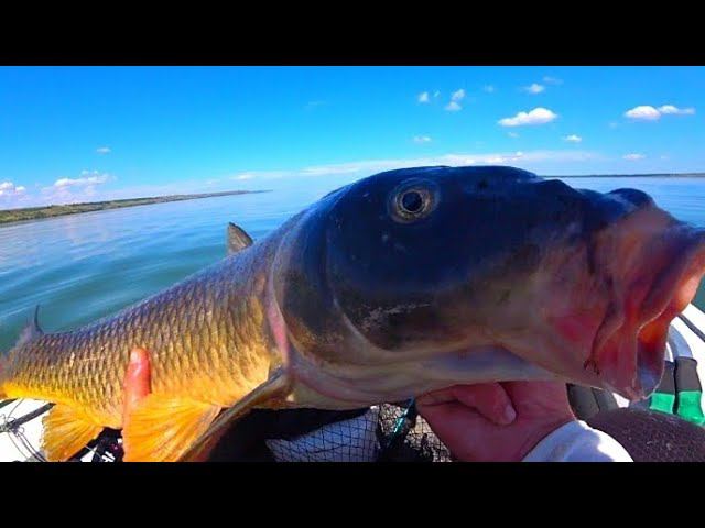 ВОТ ЭТО ДА!!! ПОВЕЗЛО ТАК ПОВЕЗЛО! ЛОВЛЯ СОМА НА КВОК смотреть онлайн