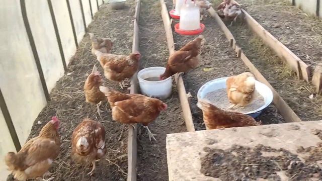 На второй день совмещения трёх стад кур несушек. смотреть онлайн