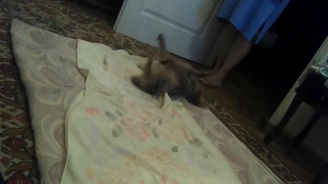 Йорк после купания смотреть онлайн