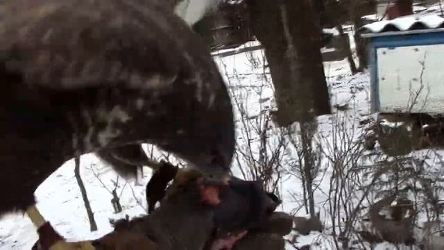 Пасеку охраняют хищные птицы смотреть онлайн
