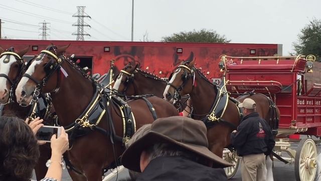 2015.11.29 Hitching the Budweiser Clydesdales смотреть онлайн