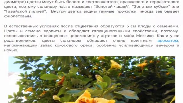 Гавайская лилия или Соландра смотреть онлайн