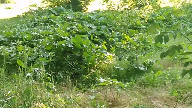 Лопух. смотреть онлайн