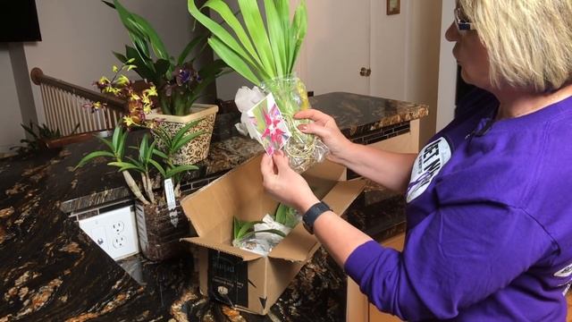 Ура!!! Новые орхидеи в посылке! Природные экземпляры редких орхидей! Посадка и условия для орхидей. смотреть онлайн