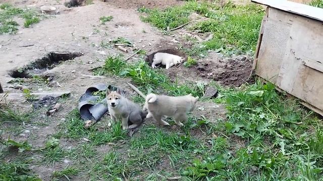 Красатули переехали , увеличили жилплощадь ! смотреть онлайн