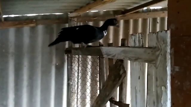 Мускусные утки начали нестись смотреть онлайн