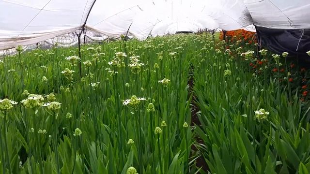 Ivory Coast Lily - Ornithogalum Saundersiae смотреть онлайн