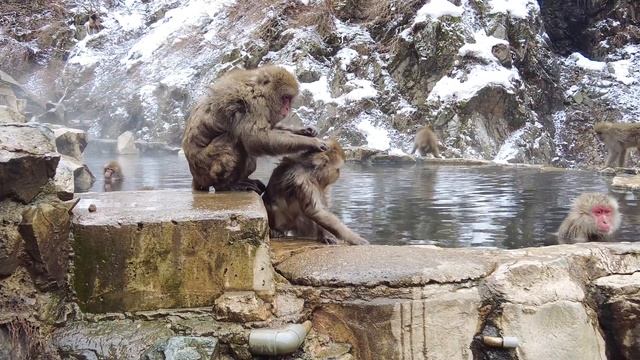 【スノーモンキー】温泉に浸かる猿がいる公苑に行ってみた смотреть онлайн