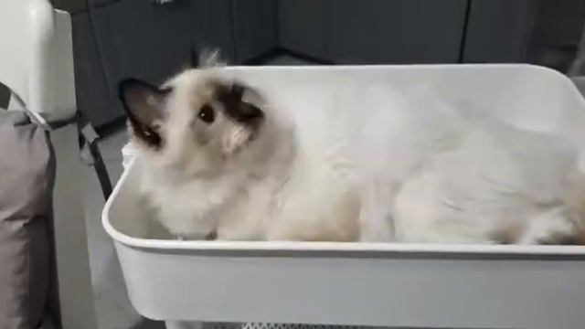 Бирманский котик-озорник смотреть онлайн