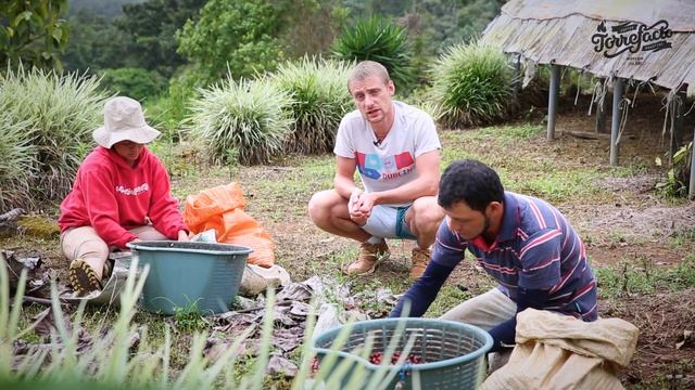 Сухая обработка кофе смотреть онлайн