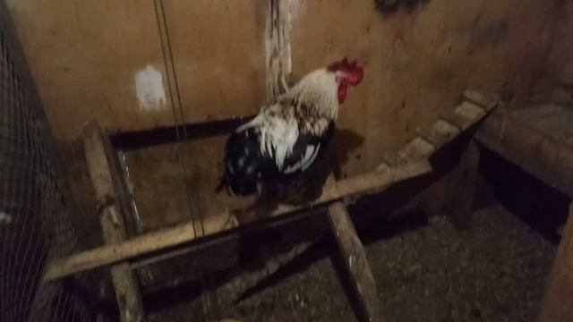 Продаем петуха загорского лососевого смотреть онлайн
