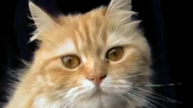 Котэ Шоу(Часть 2) -100500 Популярности [www.keepvid.com].mp4 смотреть онлайн
