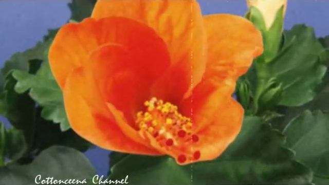 Orange Hibiscus Flower Time Lapse with Special Effects смотреть онлайн