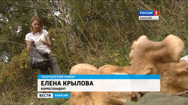 Деньги - которые растут в тайге. Небывалый урожай - в хакасских лесах 13.09.2016 смотреть онлайн