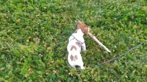 Джек рассел терьер 3 месяца.