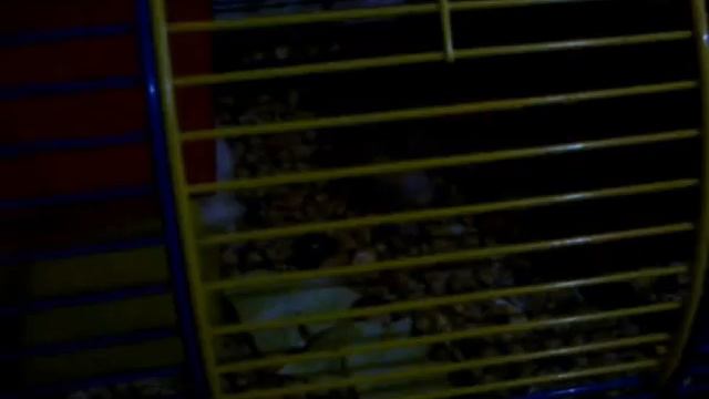 Наш Хомка смотреть онлайн