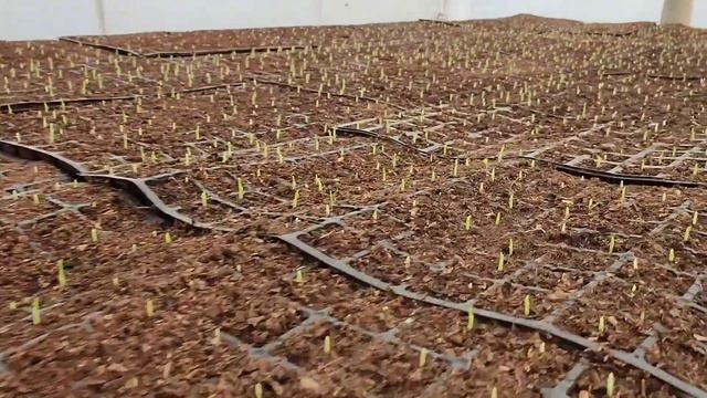 Как Проходит День Молодого Фермера Жена Приготовила смотреть онлайн