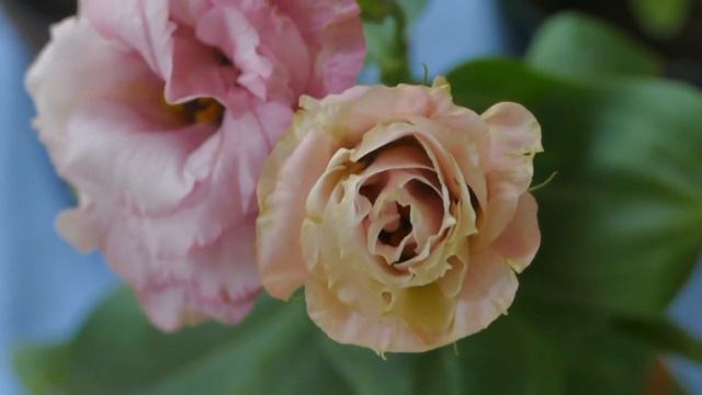 Lisianthus | Care and Propogation смотреть онлайн