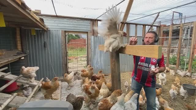 flying chicks in slow motion [летающие цыплята в замедленной съемке] смотреть онлайн