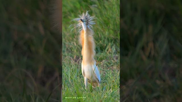Желтая цапля смотреть онлайн