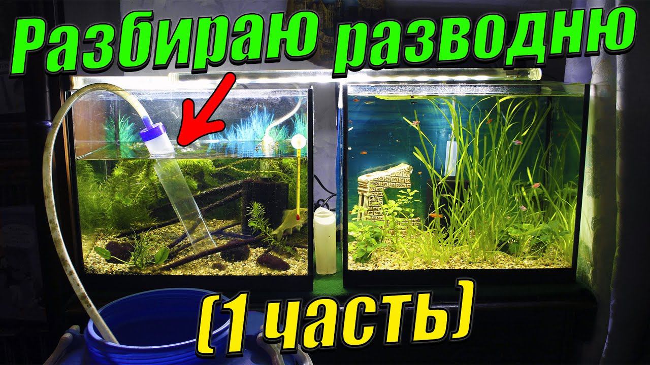 Разбираю рыборазводню аквариумных рыбок! (1 часть) смотреть онлайн