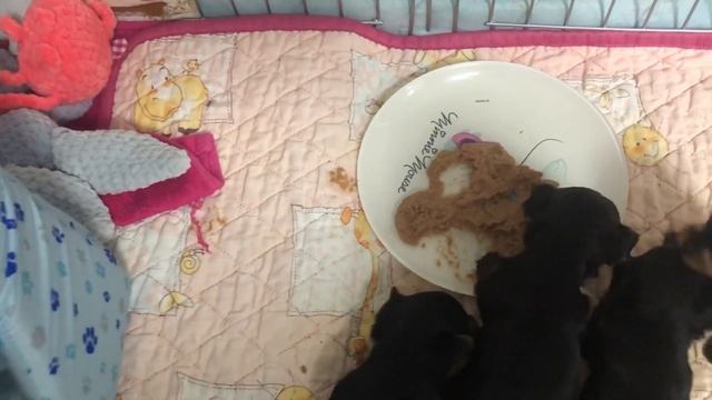 VLOG:ПЕРВЫЙ ПРИКОРМ ЩЕНКОВ ЙОРКА. Йоркширские терьры♥️ смотреть онлайн