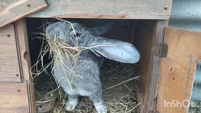 Кролики Фландр | Жду пополнения | Крольчиха готовится стать мамой второй раз!!! смотреть онлайн