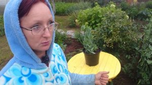 Видео привет с 6 соток 19 июля 2023 года